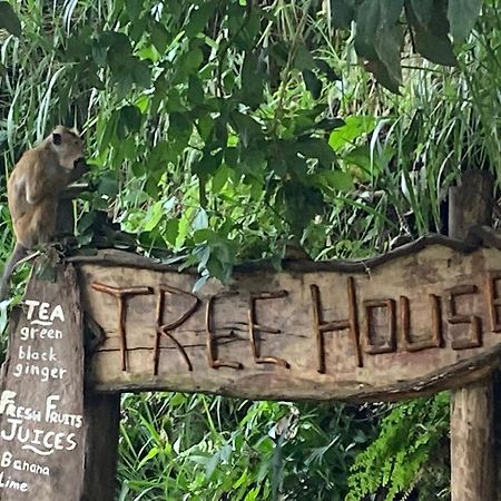 Ella Treehouse Hotell Eksteriør bilde