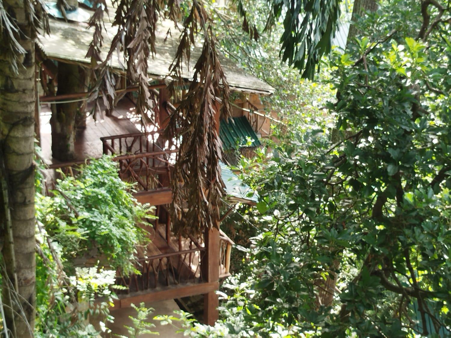 Ella Treehouse Hotell Rom bilde